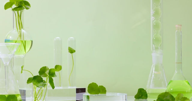 o Poder da Centella Asiática