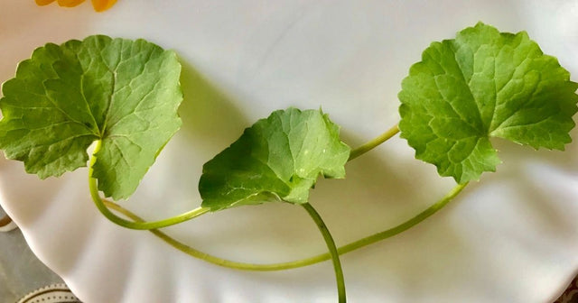 Centella Asiática na Rotina de Autocuidado